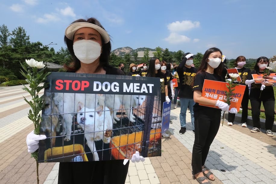В Южной Корее хотят запретить собачье мясо. И ждут от ресторанов план поэтапного отказа.jpg