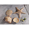 Блюдо для подачи P.L. Proff Cuisine 28*28 см h6 см 100 мл Pearl Starfish Frutti di Mare фото